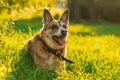 Portrait of lovely brown dog with collar resting in park on sunny day. Domestic pet lying in green grass in sunlight