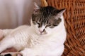 Portrait of lovely cat at home. View close up of cute beautiful domestic cat lying, rests, enjoys and sleeps in living room.