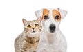 Portrait of lovely cat Scottish Straight and dog Jack Russell Terrier Royalty Free Stock Photo