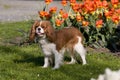 Portrait of lovely Cavalier King Charles spaniel