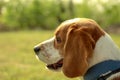 Portrait of a lovely, cute and smart beagle dog