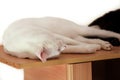 Portrait of lovely cute white cat rest and sleep in room of apartment. Dear sweet female cat enjoy at home on wooden cabinet. Royalty Free Stock Photo
