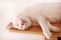 Portrait of lovely cute white cat rest and sleep in room of apartment. Dear sweet female cat enjoy at home on wooden cabinet.