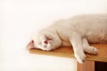 Portrait of lovely cute white cat rest and sleep in room of apartment. Dear sweet female cat enjoy at home on wooden cabinet. Royalty Free Stock Photo