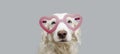 Portrait lovely dog in red heart shaped glasses celebrating valentine`s day. Isolated on gray background