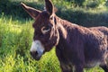 Portrait of a lovely donkey, Equus asinus. Royalty Free Stock Photo