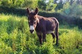 Portrait of a lovely donkey, Equus asinus. Royalty Free Stock Photo