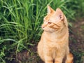 Portrait of lovely and fluffy ginger ginger cat sitting on green grass in spring garden Royalty Free Stock Photo