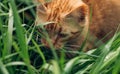 Portrait of lovely and fluffy ginger cat sitting on green grass in spring garden Royalty Free Stock Photo