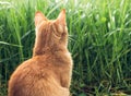 Portrait of lovely and fluffy ginger ginger cat sitting on green grass in spring garden, side view Royalty Free Stock Photo