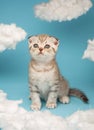 Portrait of a lovely fluffy Scottish kitten on a blue background.