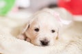 Portrait of lovely golden retriever puppy girl with rose ribbon lying on the floor Royalty Free Stock Photo