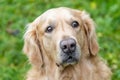 Portrait of lovely labrador retriever of a breed that predominantly with a yellow coat, dog animal concept