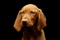 Portrait of a lovely magyar vizsla puppy Royalty Free Stock Photo