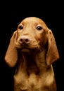 Portrait of a lovely magyar vizsla puppy Royalty Free Stock Photo