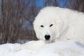 Portrait of lovely maremma sheepdog looking to the camera. Close-up of big white fluffy dog lying on the snow in winter