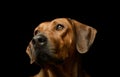 Portrait of a lovely rhodesian ridgeback