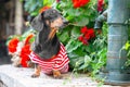 Portrait of lovely senior dachshund dog wearing striped t-shirt, who obediently sits and looks away against the Royalty Free Stock Photo