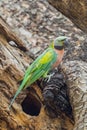 Portrait of lovely sleepy Red-breasted parakeet