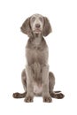 Portrait of lovely Weimaraner puppy over white