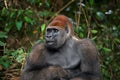 Portrait of lowland gorilla. Republic of the Congo. Royalty Free Stock Photo