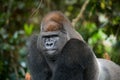 Portrait of lowland gorilla. Republic of the Congo. Royalty Free Stock Photo