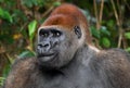 Portrait of lowland gorilla. Republic of the Congo. Royalty Free Stock Photo