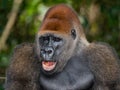 Portrait of lowland gorilla. Republic of the Congo. Royalty Free Stock Photo