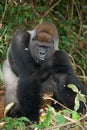 Portrait of lowland gorilla. Republic of the Congo. Royalty Free Stock Photo