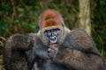 Portrait of lowland gorilla. Republic of the Congo. Royalty Free Stock Photo