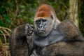 Portrait of lowland gorilla. Republic of the Congo. Royalty Free Stock Photo