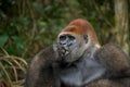 Portrait of lowland gorilla. Republic of the Congo. Royalty Free Stock Photo