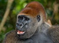 Portrait of lowland gorilla. Republic of the Congo. Royalty Free Stock Photo