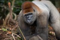 Portrait of lowland gorilla. Republic of the Congo. Royalty Free Stock Photo