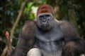Portrait of lowland gorilla. Republic of the Congo. Royalty Free Stock Photo