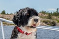 Portrait of a Portuguese Water Dog on a summer in Canada day Royalty Free Stock Photo