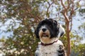 Portrait of Portuguese Water Dog in the sun Royalty Free Stock Photo