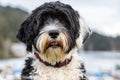 Portuguese Water Dog portrait outside Royalty Free Stock Photo