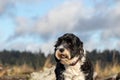 Black and white Portuguese Water dog at beach Royalty Free Stock Photo