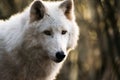 Luna, the arctic wolf