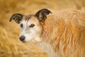 Portrait of a Lurcher. Royalty Free Stock Photo