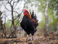 Portrait of luxury rooster breed black and gold Maran Royalty Free Stock Photo