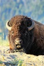 Portrait of a lying bison, Yellowstone National Park, Wyoming Royalty Free Stock Photo
