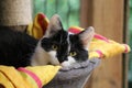 A portrait of a lying black and white cat in the scratching post Royalty Free Stock Photo