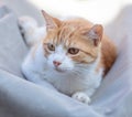 Portrait of a lying ginger cat