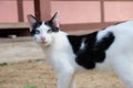 Black and white cat on the wall