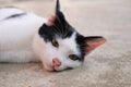 Black and white cat on the wall