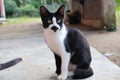 Black and white cat on the wall