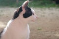 Black and white cat on the wall