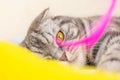 Portrait of a lying gray scottish fold cat with yellow eyes. Royalty Free Stock Photo